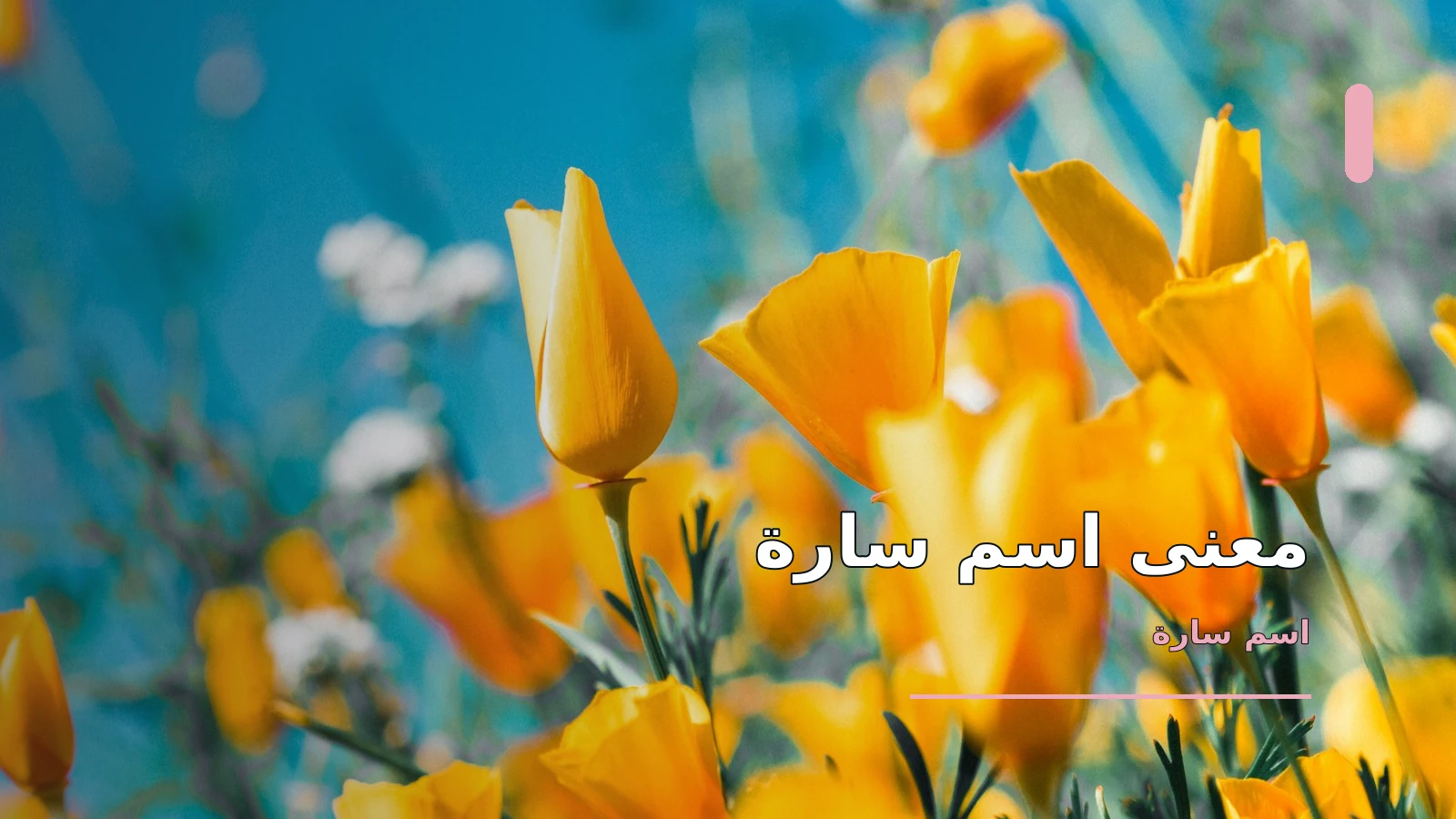 معنى اسم سارة: الأصل الحقيقي وانتشار الاسم بين ثقافات مختلفة